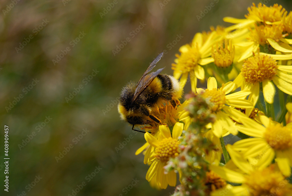 Bumblebee collecting pollen from yellow flower. Bumblebee collecting pollen from yellow flower.