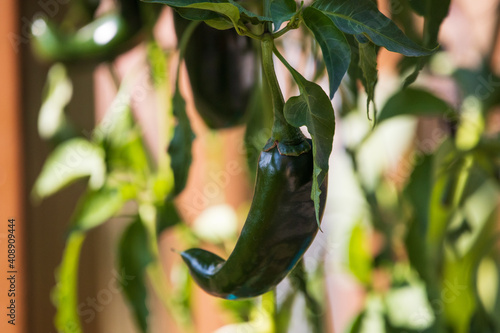 Hot Green Pueblo Chile Pepper growing on a Mirasol plant, in Colorado