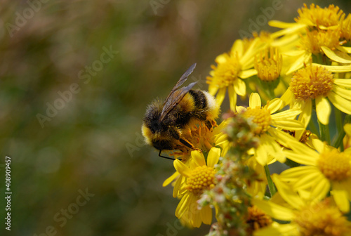 Bumblebee collecting pollen from yellow flower.