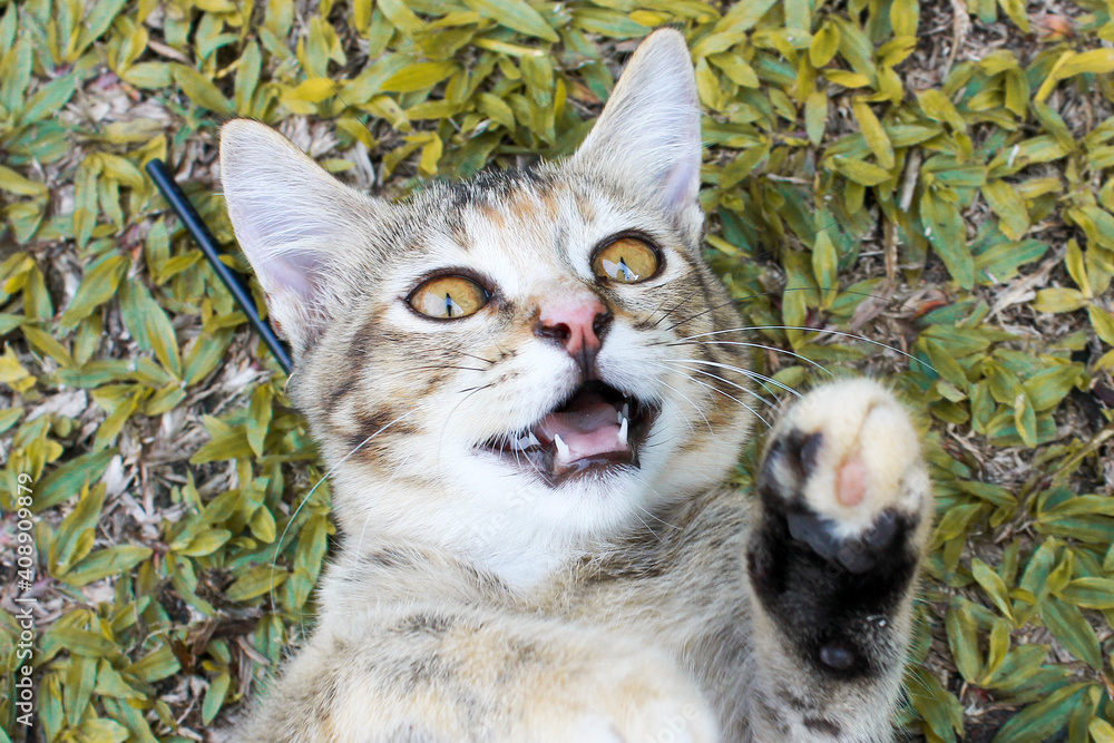 Fototapeta premium Cute little kitten in front of house yard.
