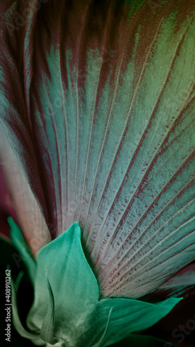 A striped lily's bud with green gradient and color inversion. A vertical photo of a tropical flower was shot in macro style.