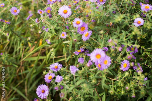 flowers in the field