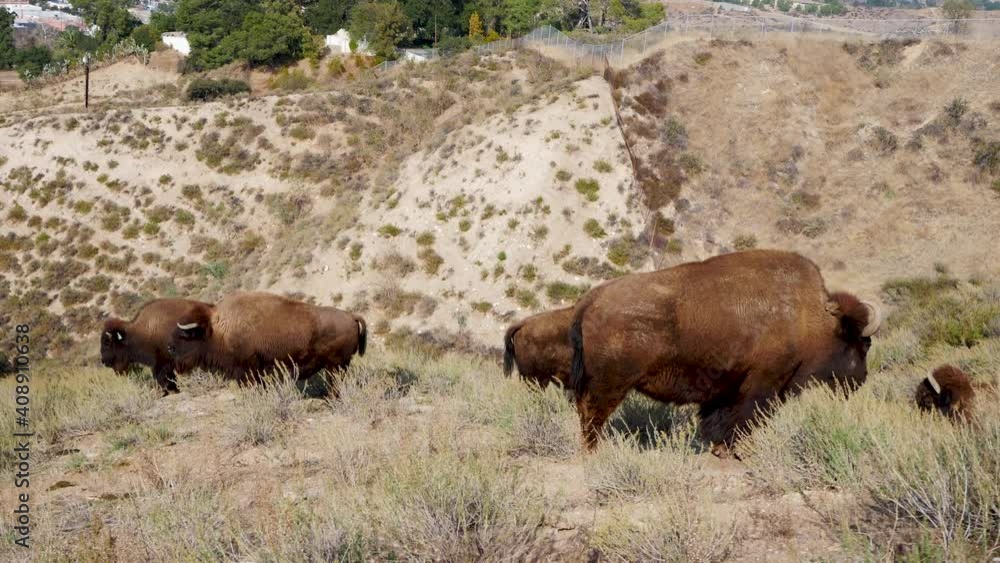 Herd of bison in the chaparral Herd of bison in the chaparral