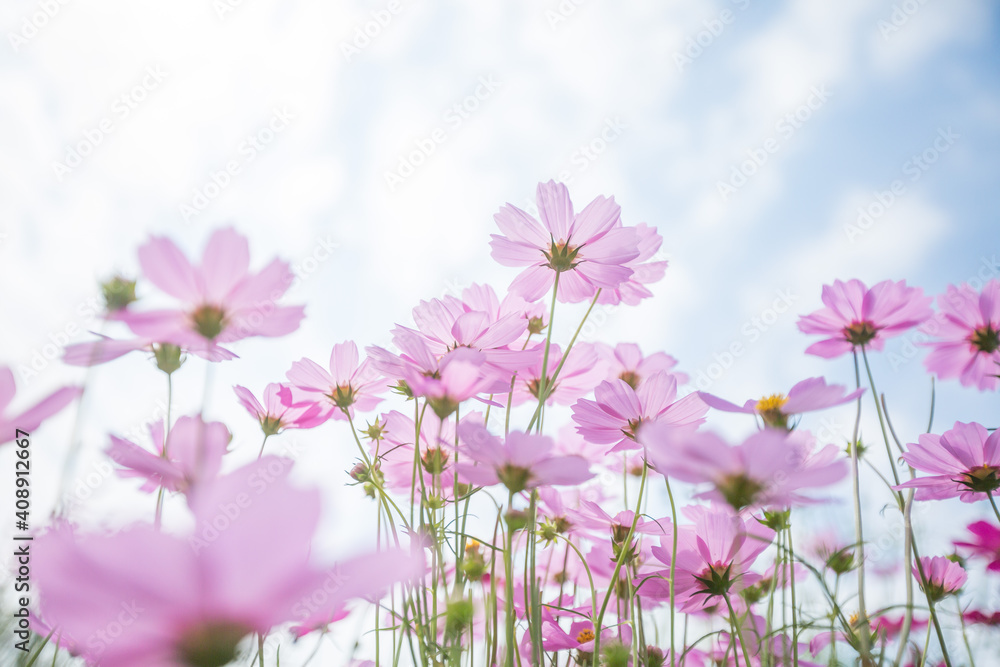 Beautiful pink and white Cosmos Flower Field With sunlight on blue sky background Beautiful pink and white Cosmos Flower Field With sunlight on blue sky background