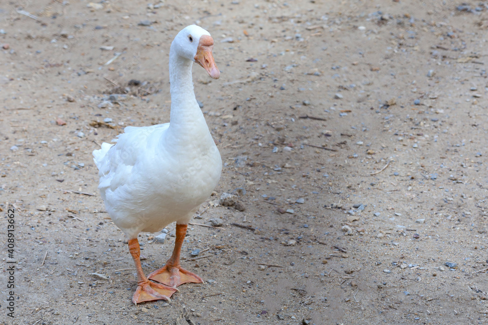 White female goose is stay in garden White female goose is stay in garden