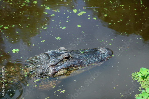 Alligator in the Everglades swamp 