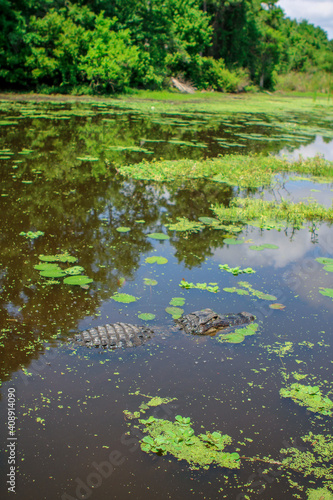Alligator in the Everglades swamp 