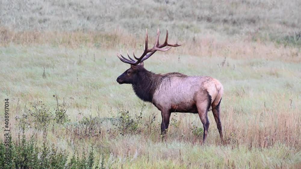 Elk in the Canadian Rockies