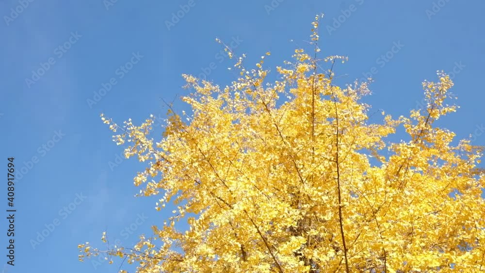 秋風に吹かれるイチョウの黄葉と青空