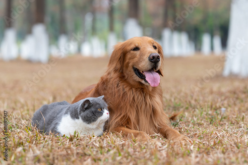 Golden Retriever and British Shorthair lying on the grass