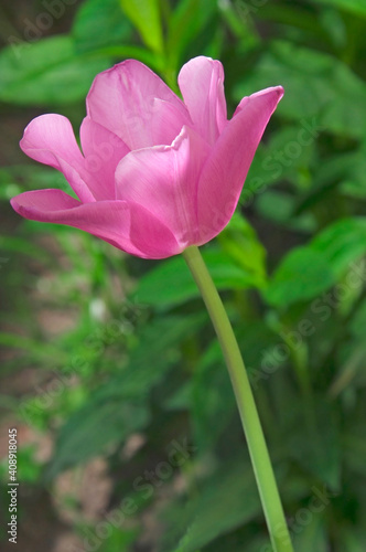 One pink terry tulip (Tulipa) with green leaves on a city flower bed close-up