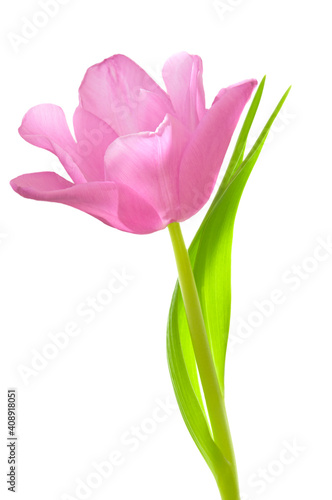One pink tulip (Tulipa) with green leaves on a white isolated background close up