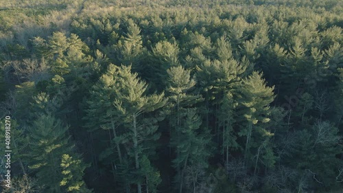 Dense Forest Within Atsion Lake In Wharton State Forest In The Pine Barrens, Atsion, Burlington County, New Jersey. - aerial photo
