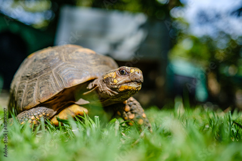 Turtle walking on grass © Daniel