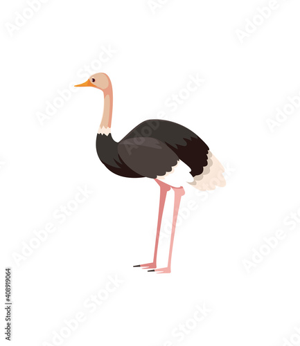 ostrich portrait of wild australian animal, isolated on white background