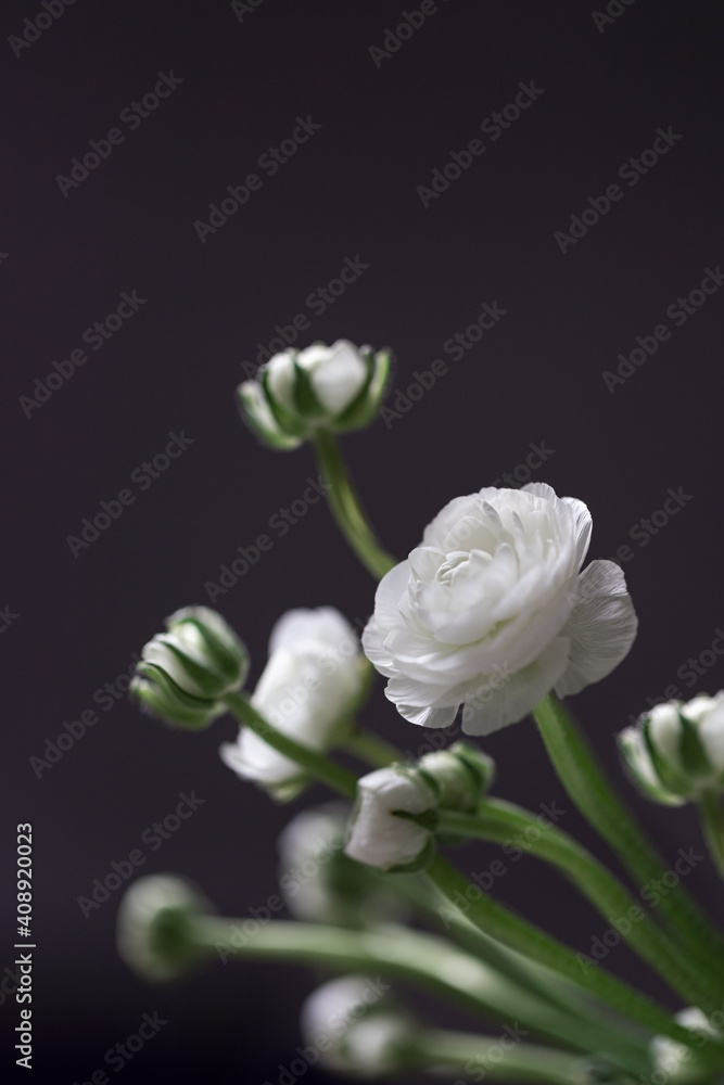 White blooms of ranunculus flower on dark, still life of delicate blooming flowers.  Natural floral background.