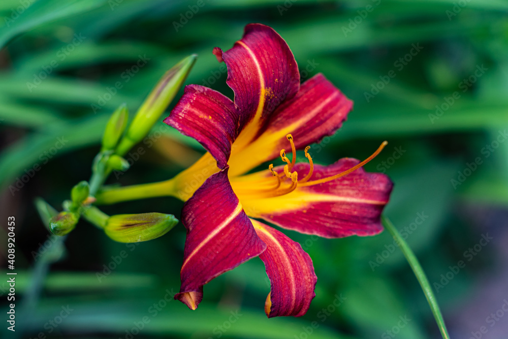 The bright red and yellow flower in full display to attract bees The bright red and yellow flower in full display to attract bees