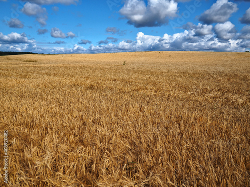 Gold wheat field and blue sky with clouds