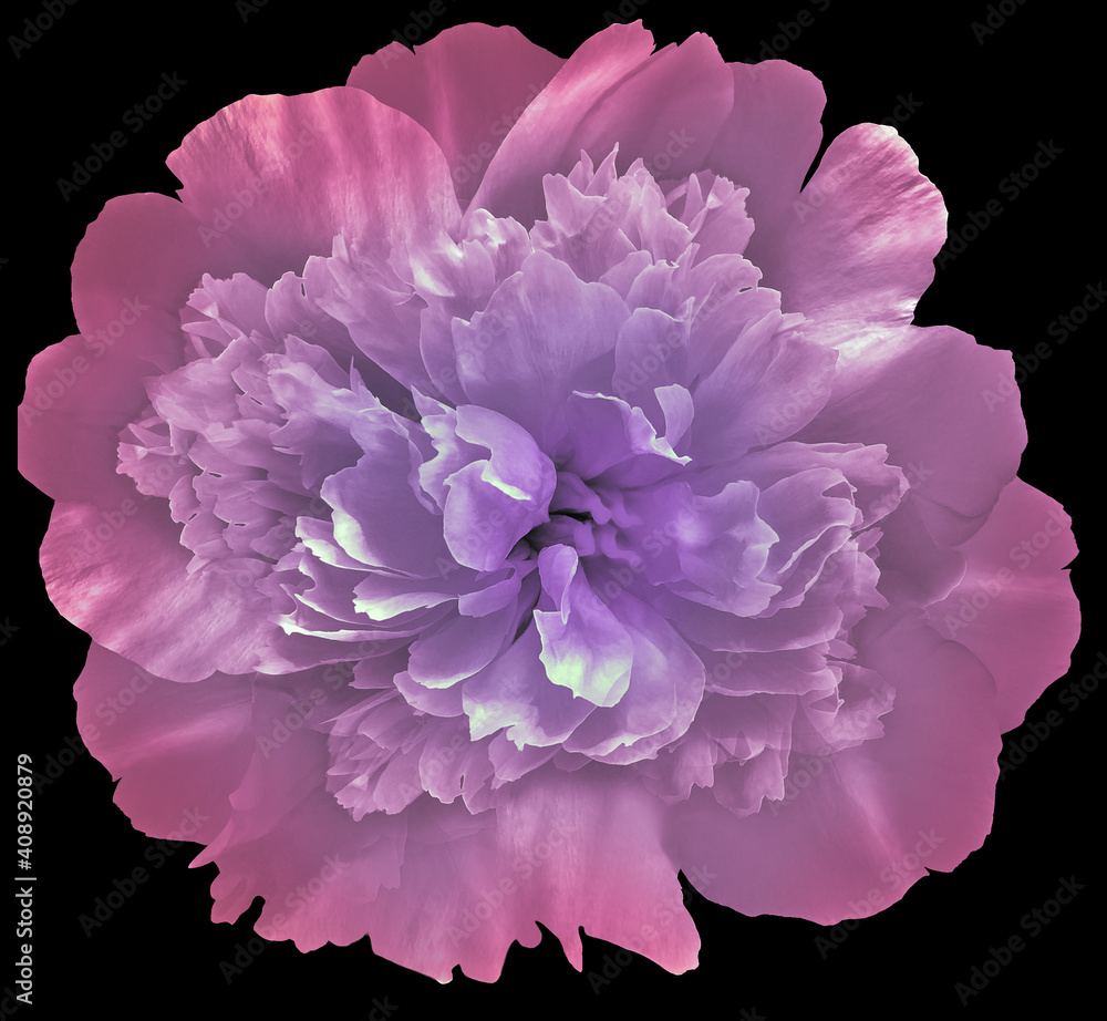 peony flower pink isolated on the black background.. Close-up. Nature. peony flower pink isolated on the black background.. Close-up. Nature.