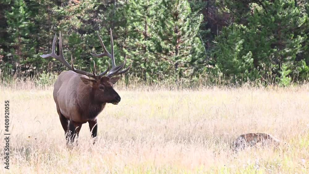 Elk in the Canadian Rockies Elk in the Canadian Rockies