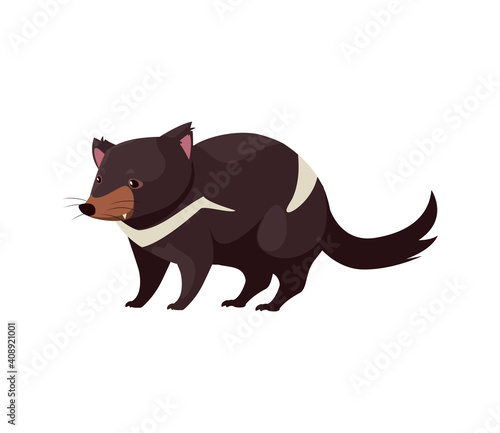tasmanian devil portrait of wild australian animal, isolated on white background
