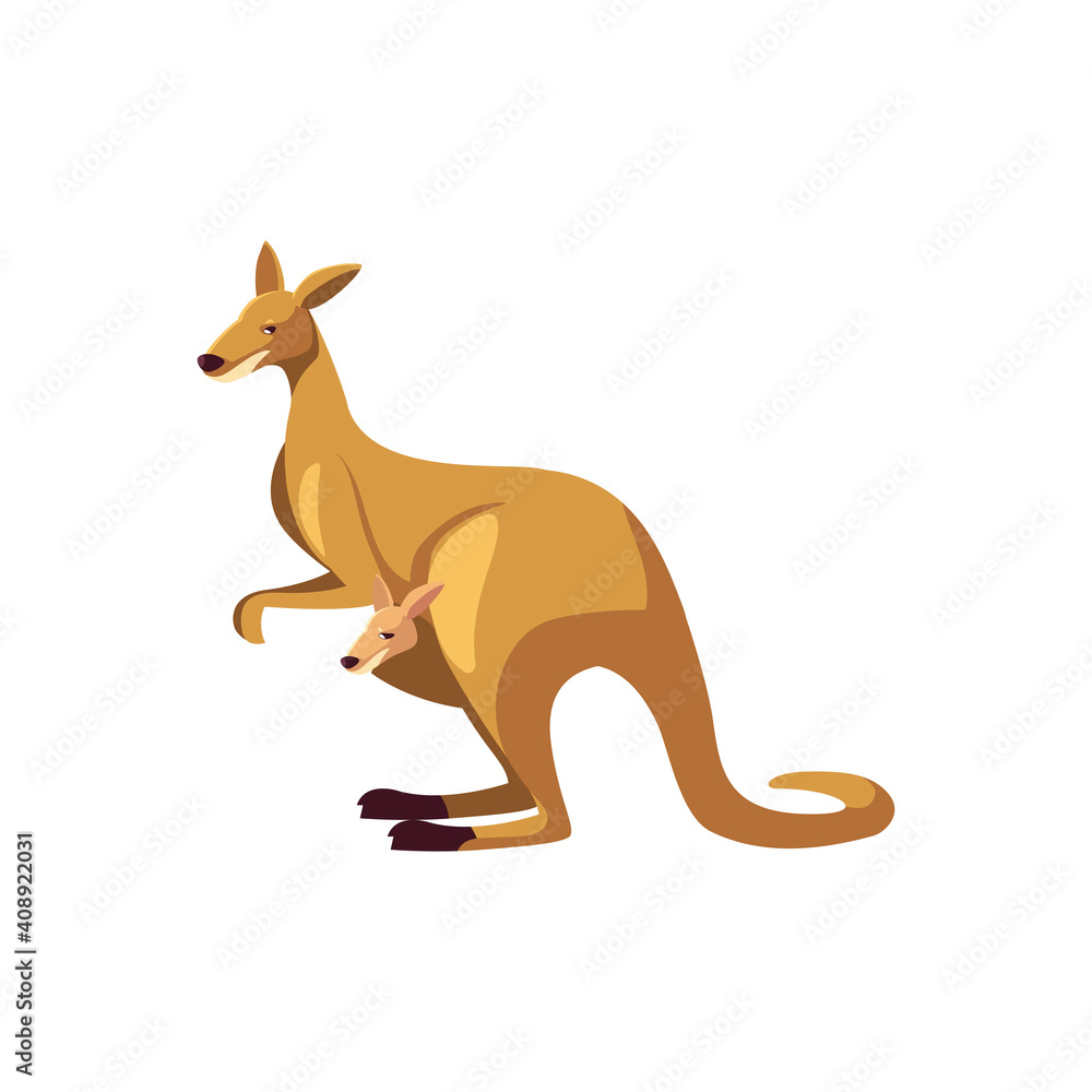 kangaroo portrait of wild australian animal, isolated on white background kangaroo portrait of wild australian animal, isolated on white background