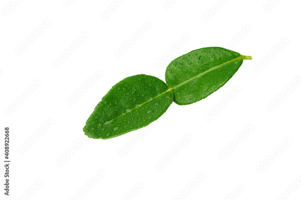 Kaffir lime leaf isolated on white background. Kaffir lime leaf isolated on white background.