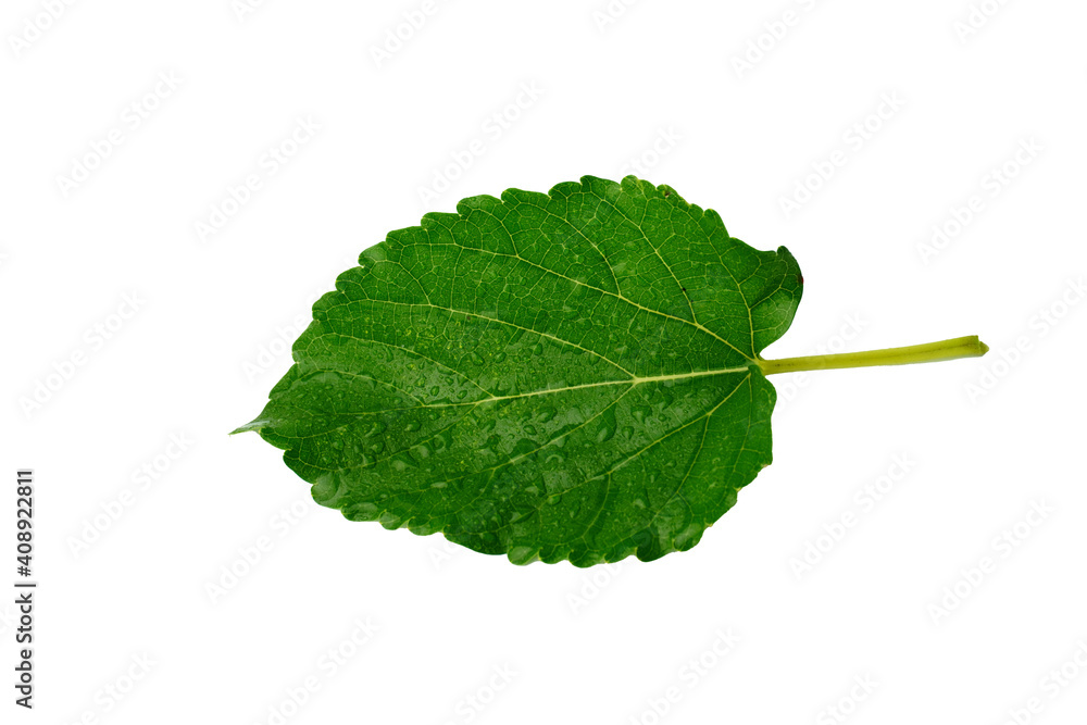 Fototapeta premium Green leaf isolated on white background.