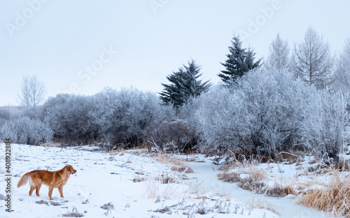 dog in a winter landscape