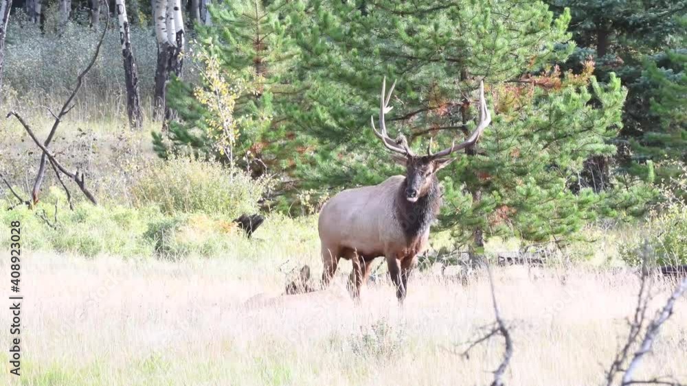 Elk in the Canadian Rockies