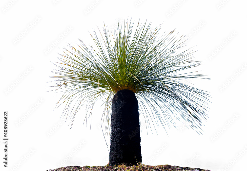Beautiful black boy Australian native bushland landscape (Xanthorrhoea