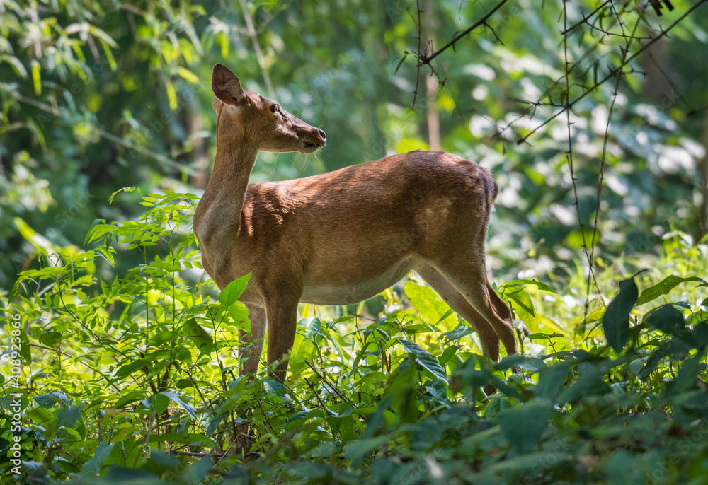 A female deer looking back in the forest A female deer looking back in the forest