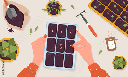 Spring seedlings. Female hands plants seeds in the ground. Top view. Vector illustration in flat cartoon style. Domestic orangery and care concept. Gardening hobby.