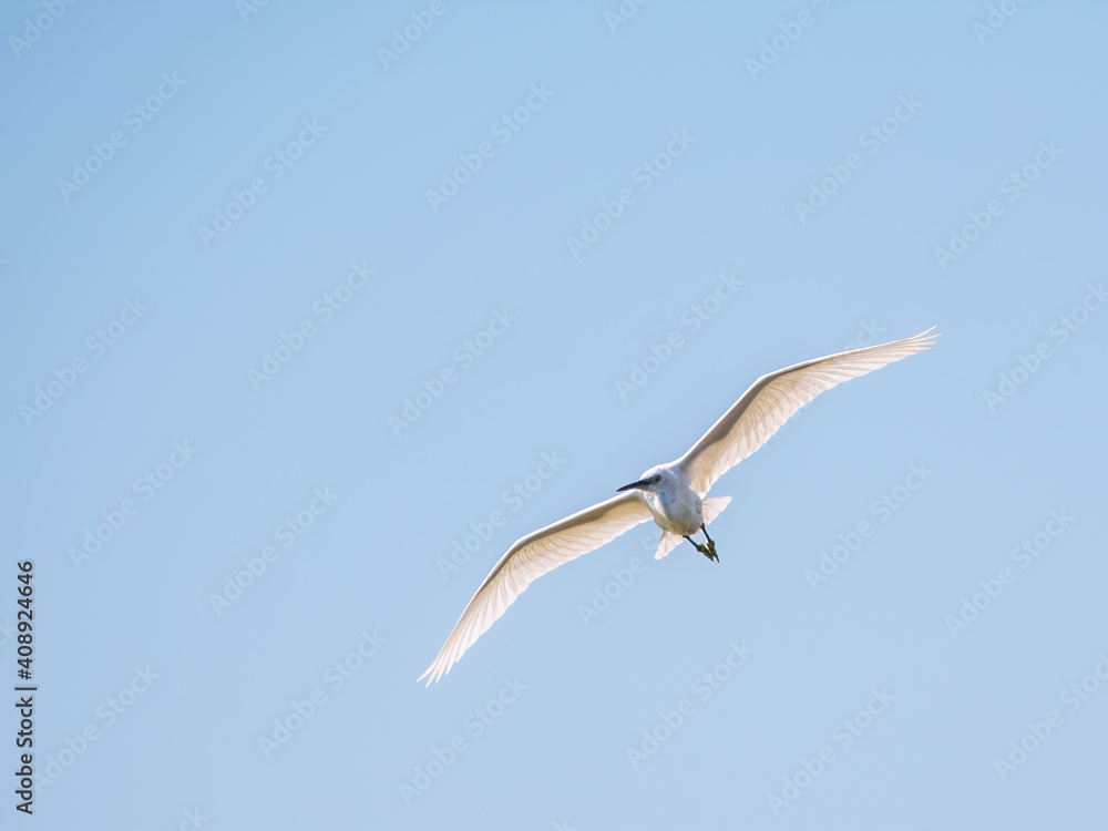 The flight of the little egret. The flight of the little egret.