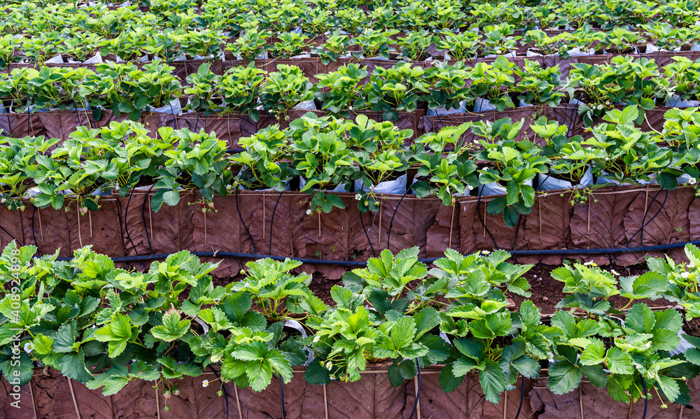 Close up strawberry plants in the farm Close up strawberry plants in the farm