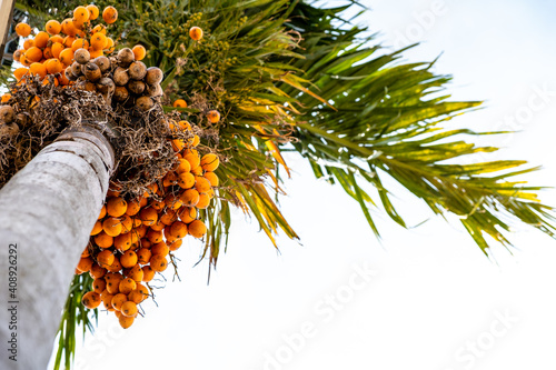 Betel palm tree with green leaf and orange fruit against white sky background. Low angle view.
