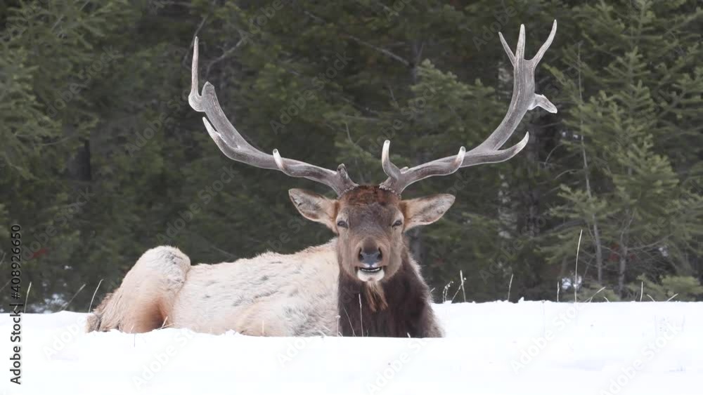 Elk in the Canadian Rockies Elk in the Canadian Rockies
