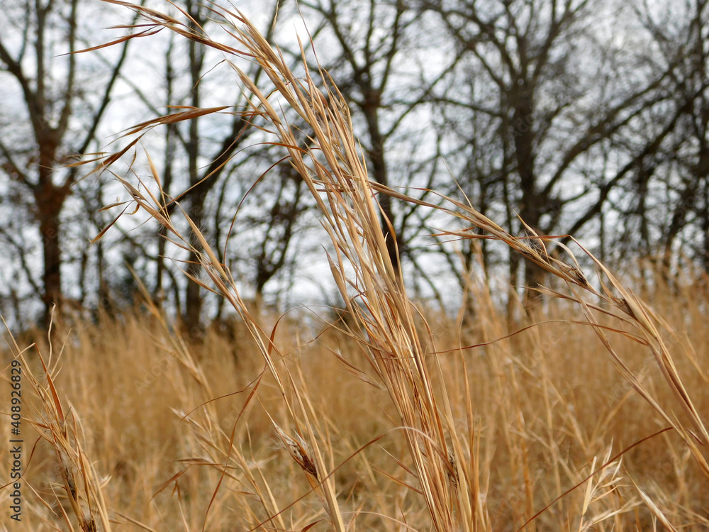Fototapeta premium Swaying Reeds
