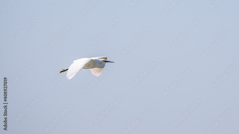 The flight of the little egret. The flight of the little egret.
