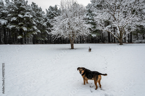 Dogs running in snow, surrounded by a woodland forest with snow covered pines and hardwood trees ~SNOWBOUND~