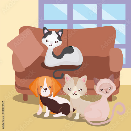 pets domestic animals cute cats and dog sofa room home