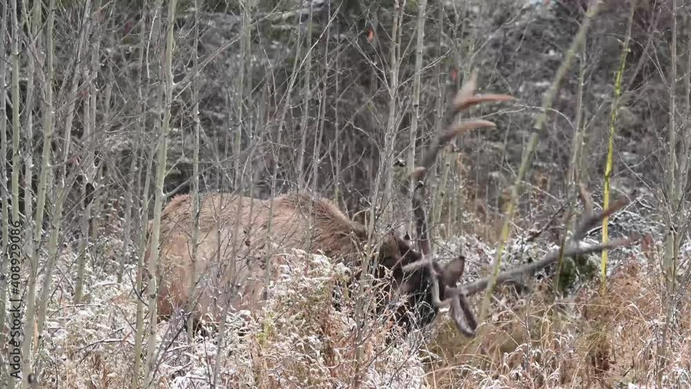 Elk in the Canadian Rockies