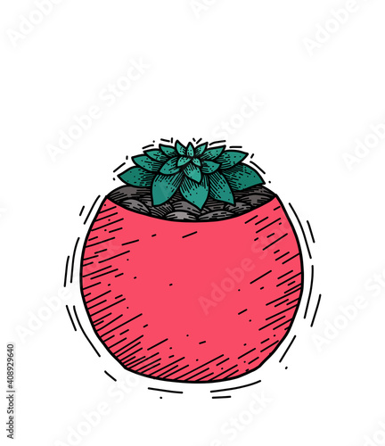 Doodle illustration of Haworthia succulent in a pink pot with shading. Home plant sketch for home decoration. Hand drawn cartoon cactus. Object for stickers and postcards.