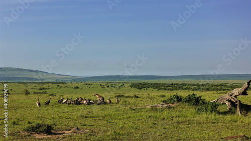 In the endless savannah of Africa, a flock of vultures and a hyena feast on a dead animal. In the foreground is a picturesque log. Silhouettes of mountains in the distance. Kenya. Masai Mara Park