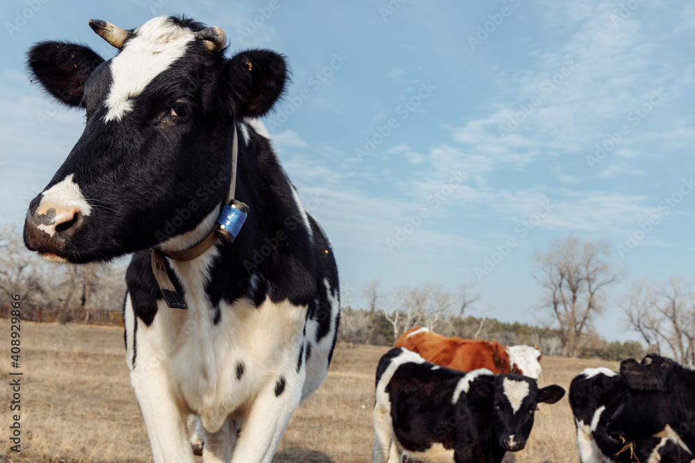A black-white cow with collars on the neck looks into the frame. On the ...