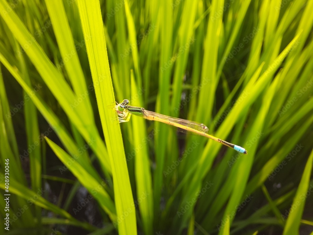 beautiful view of dragonfly on paddy crop beautiful view of dragonfly on paddy crop
