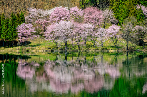 Beautiful cherry blossom fllowers, Japan
