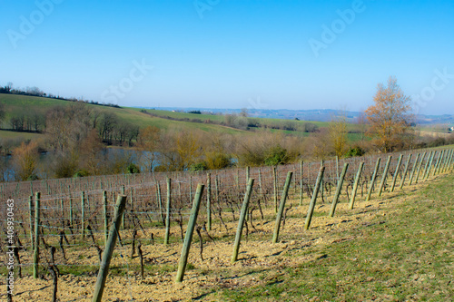 South-Ouest vineyard, Brulois, France