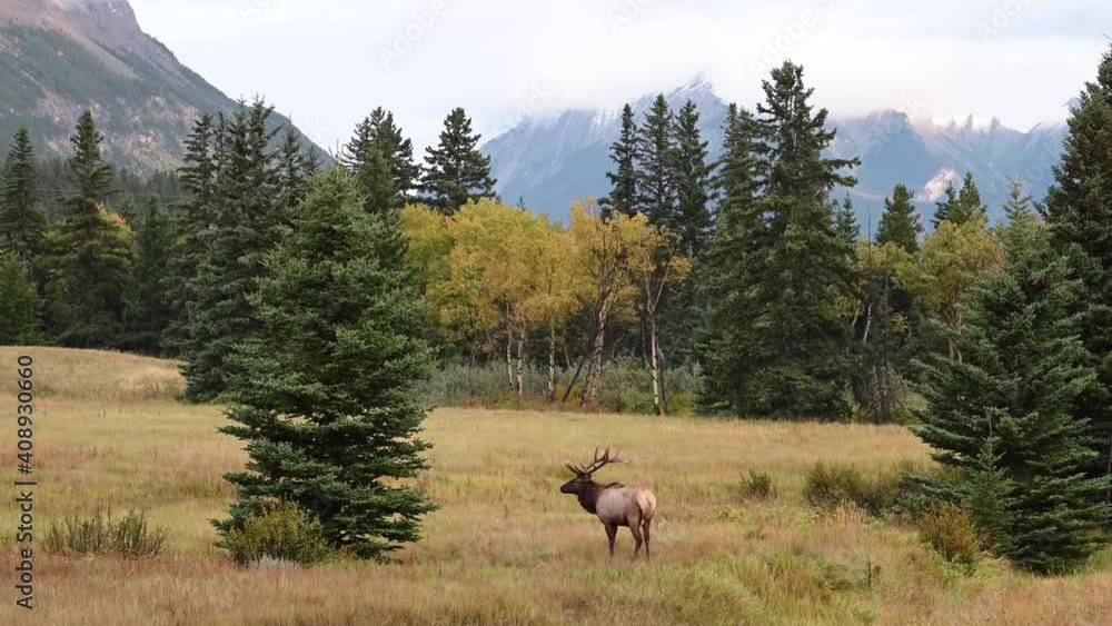 Elk in the Canadian Rockies Elk in the Canadian Rockies