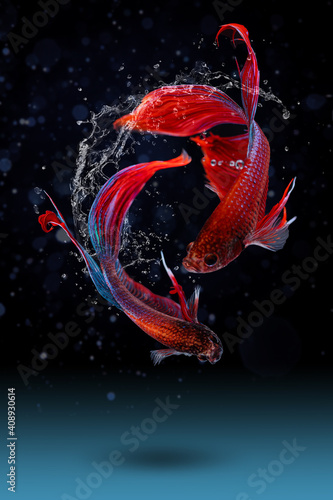 Two betta fish, siamese fighting fish (Halfmoon betta )and water splash isolated on black background